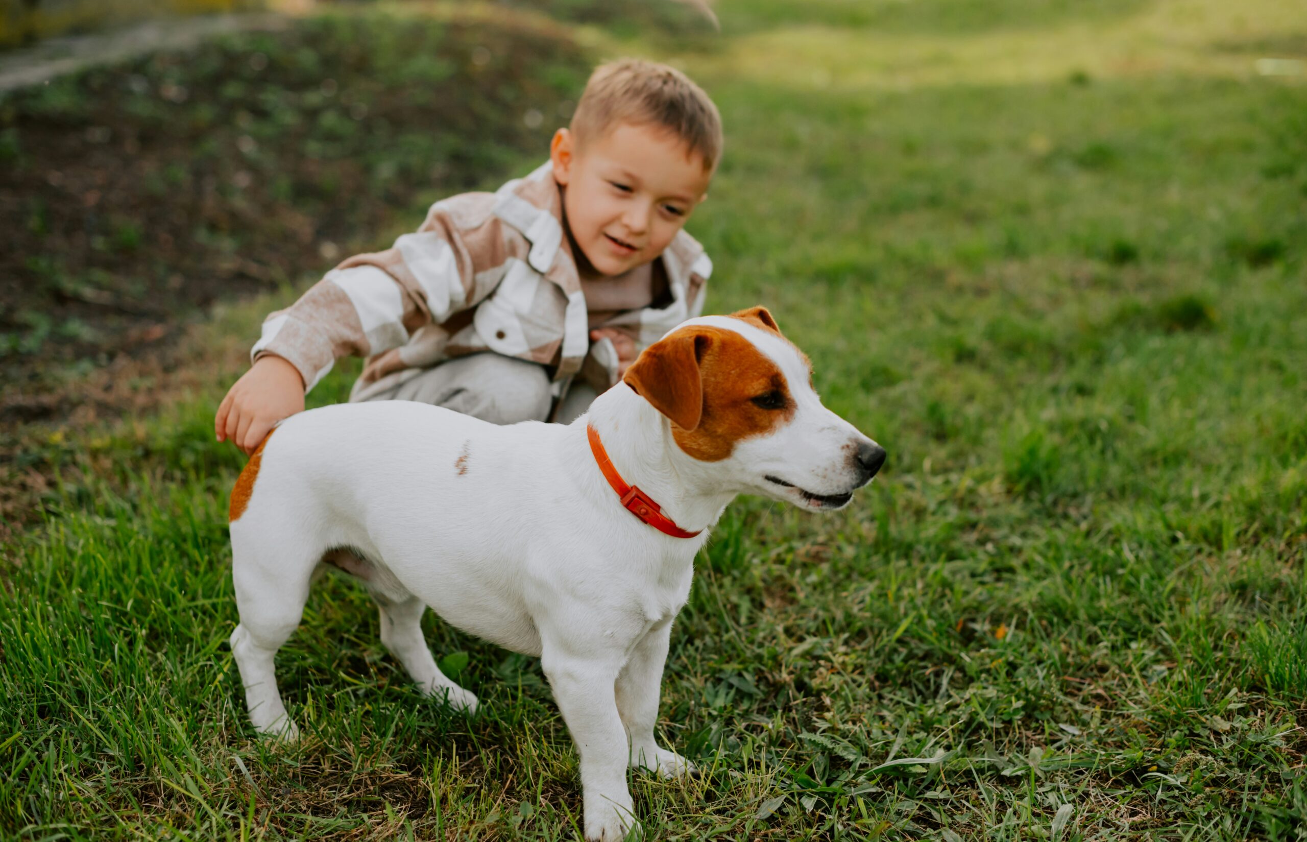 A young child crouching on green grass gently pets a small white-and-brown dog wearing a red collar, with the dog standing calmly and looking off to the side in an outdoor park setting with soft natural light.